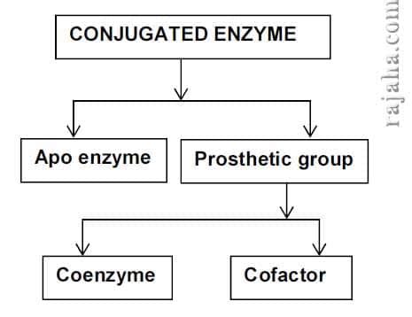 Types of Enzymes | Their Essential Role in the Body