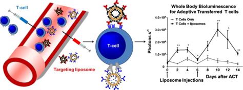 In Vivo Targeting Of Adoptively Transferred T Cells With Antibody And