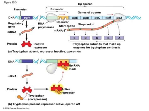 Trp. Operon Diagram | Quizlet