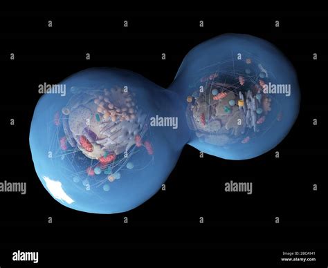 Dividing human cell, illustration Stock Photo - Alamy