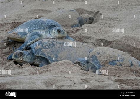 Olive Ridley Turtles Are Seen On The Beach As They Digging Sand To Nest