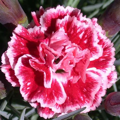 Dianthus Scent First Sugar Plum Œillet mignardise bicolore rose foncé