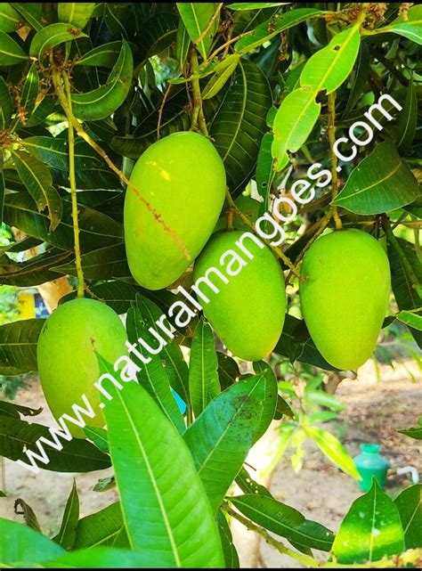 Banganapalli Mangoes Natural Mangoes Arnv Farms