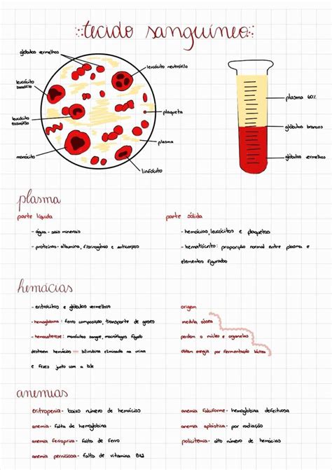 Resumo Sobre O Tecido Sangu Neo Histologia Tecido Sangu Neo Resumo