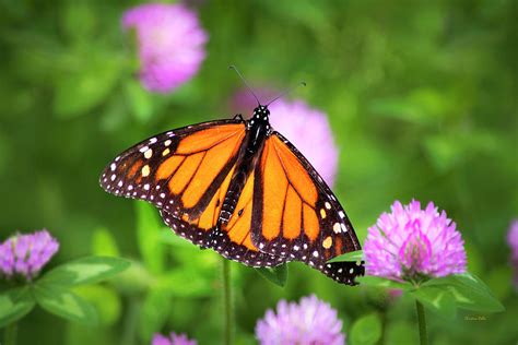 Monarch Butterfly On Pink Clover Flowers Photograph By Christina Rollo Pixels