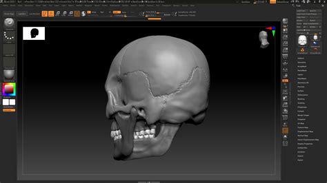 Human Skull Free 3d Model Cgtrader