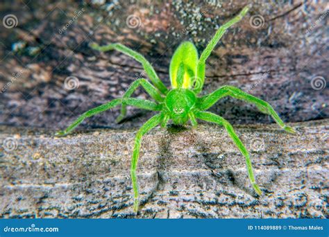 Green huntsman spider stock image. Image of spiders - 114089889