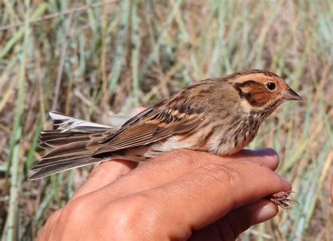 Presura Mica Emberiza Pusilla Wild Travel In Delta Dunarii