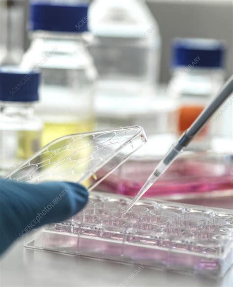 Pharmaceutical research - Stock Image - F036/9081 - Science Photo Library