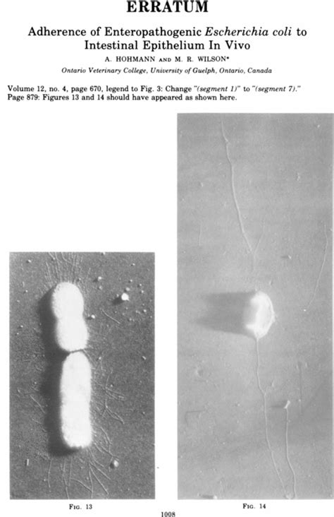 Adherence Of Enteropathogenic Escherichia Coli To Intestinal Epithelium In Vivo Infection And