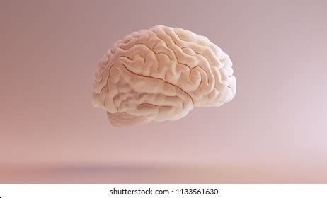 Human Brain Anatomical Model 3d Illustration Stock Illustration ...