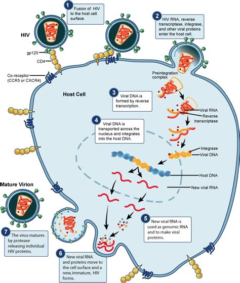 Viruses History Of Virology History Of Virology Names And Classification Of Viruses