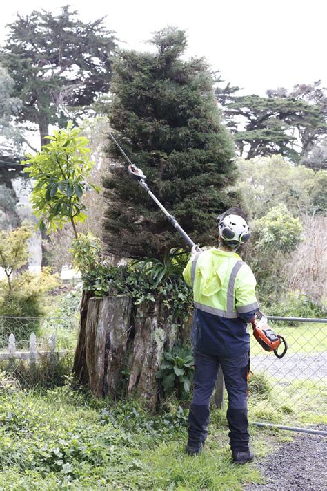 Tree Thinning Wellington Arborists Urban Tree Services