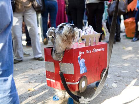 Tompkins Square Park Halloween Dog Parade | Things to do in New York