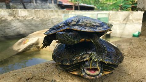 Como Se Aparean Las Tortugas Arsveterinaria