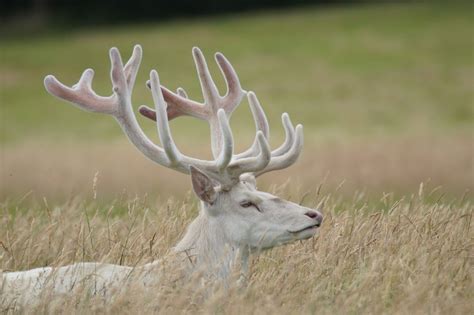 White Red Deer Stag By Jakegriffithsphotography