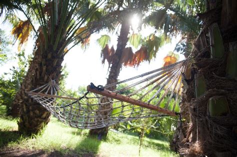 Premium Photo Hammock Hanging Between Palm Trees On Field