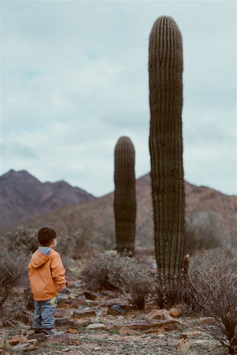 Phoenix and Cactus | Belinda Shi Photography | Travel & Landscape ...