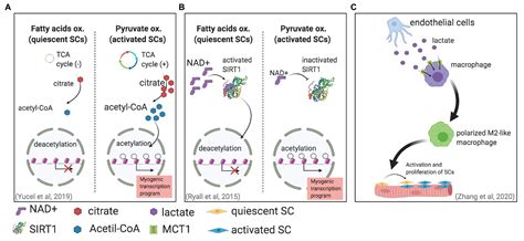 Frontiers Lactate Metabolism And Satellite Cell Fate Physiology