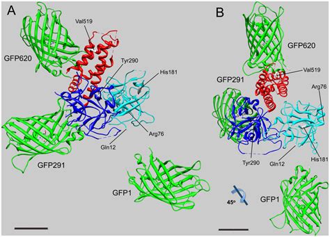 Triangulation Of Gfp Insertions Relative To The Crystal Structure Of An