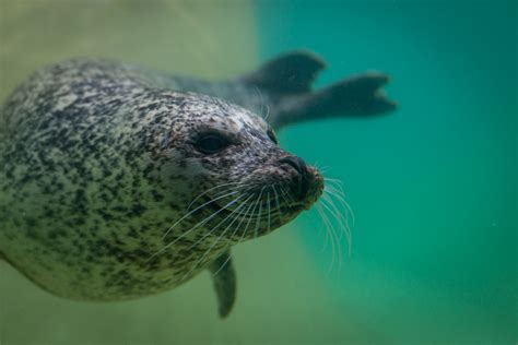 20160131 SNE8831 Location Seehundstation Friedrichskoog Flickr