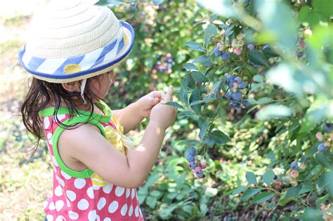 山梨のブルーベリー狩り〜子連れにおすすめスポット5選【20245更新】 Porta