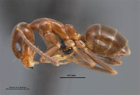 Linepithema Humile Mayr The Argentine Ant