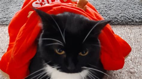 Big Cat Looks So Cute In Christmas Jacket 😻 Youtube