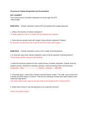 Caleb Krout Respiration And Fermentation Overview Of Cellular