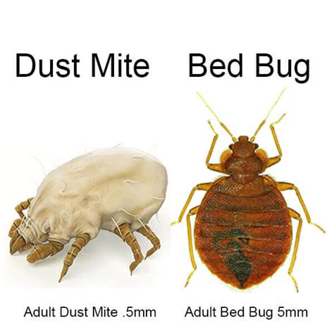 Dust Mite Vs Bed Bug Pros Cons Shopping