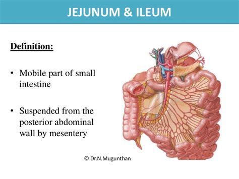 Mesentery Jejunum Ileum And Superior Mesenteric Artery Pdf Lecture N