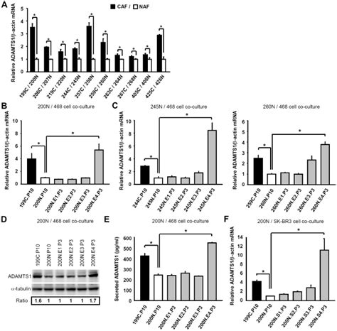 A C Quantitative Real Time Rt Pcr Analysis Revealed That Adamts1 Mrna