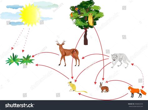 Food Chain, Ecosystem Connections Illustration - 390802570 : Shutterstock