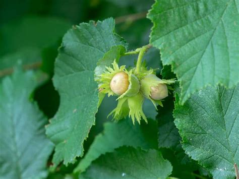 Le noisetier une plante forestière aux fruits succulents