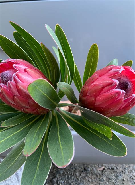 Protea Red Ice Peninsula Flowers