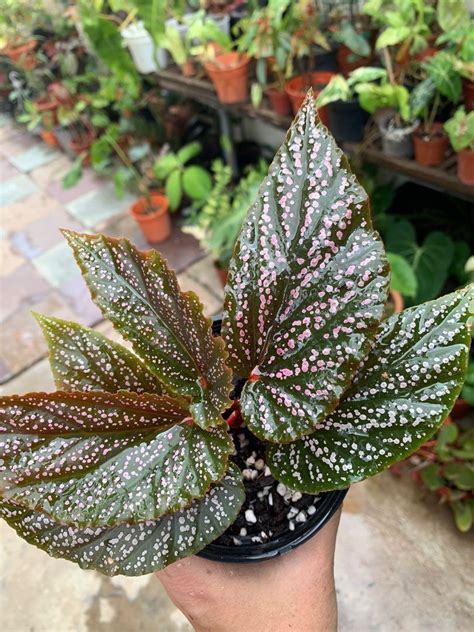 Begonia Benigo Pink Furniture Home Living Gardening Plants Seeds