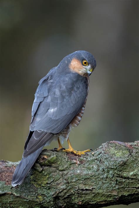 Sparrowhawk Male Sparrowhawk Showing His Darker Side Andy