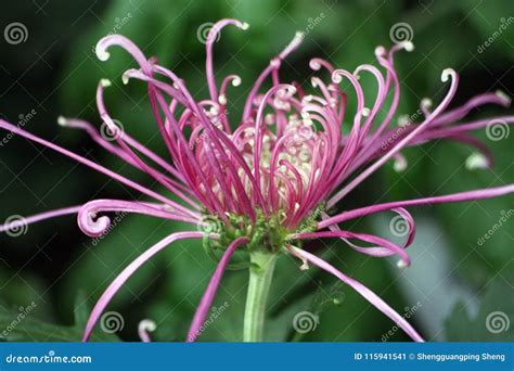 Chrysanthemum Stock Image Image Of Head Herb Name 115941541