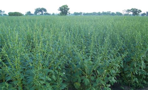 panduan budidaya wijen terlengkap  awal hingga panen