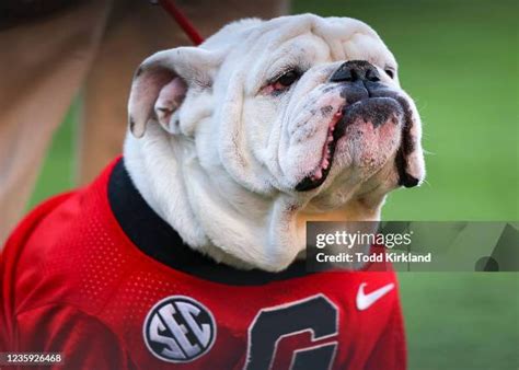georgia bulldogs mascot   premium high res pictures getty images