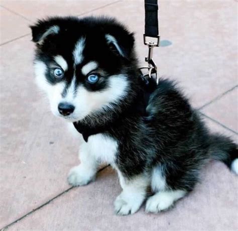 Cute Baby Huskies With Blue Eyes