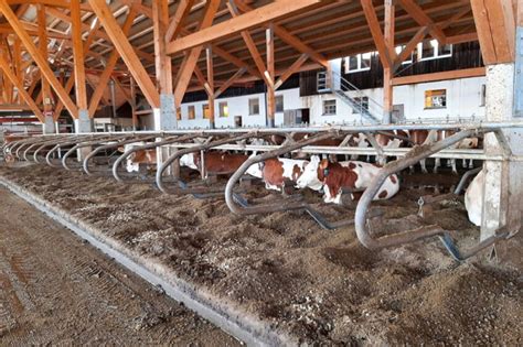 Bedding Options For Dairy Cow Comfort Dairy Global