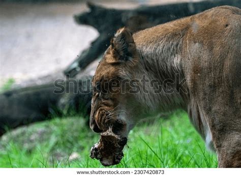 3,594 Lioness Eating Images, Stock Photos, 3D objects, & Vectors ...