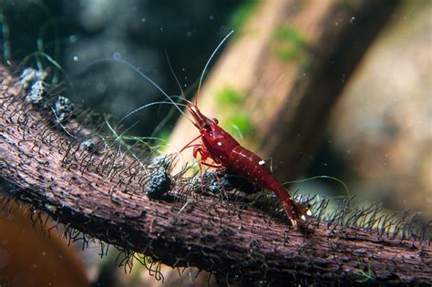 6 Amazing Types Of Sulawesi Shrimp For The Aquarium - Kate's K9 Pet Care