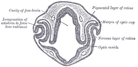 Optic cup (embryology) - Wikiwand