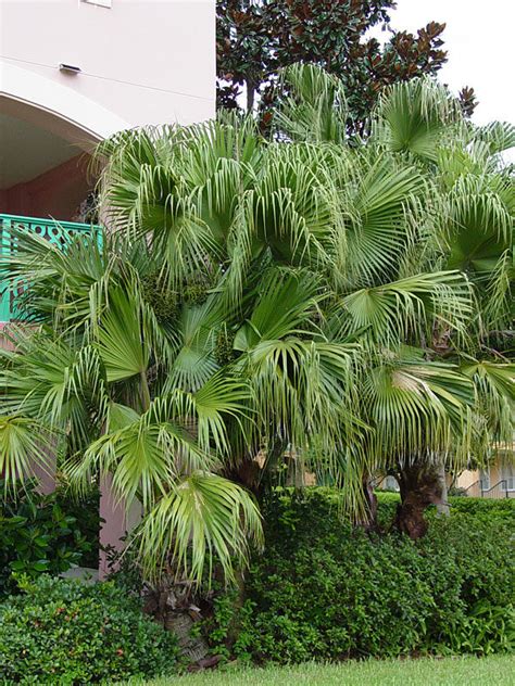 Ribbon Fan Palm Tree Livistona Decipiens Urban Tropicals