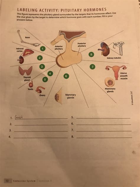 Solved Labeling Activity Pituitary Hormones This Figure Chegg