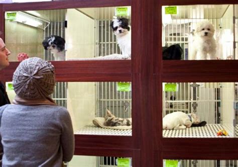 Francia prohíbe venta de perros y gatos en tiendas Canal 7 SLP 2021