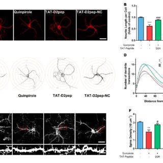 Tat D Pep Protects Synaptic Spine Density And Dendritic Complexity