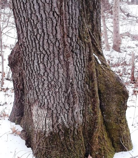 Eaton Rapids Joe: Oak Savannas